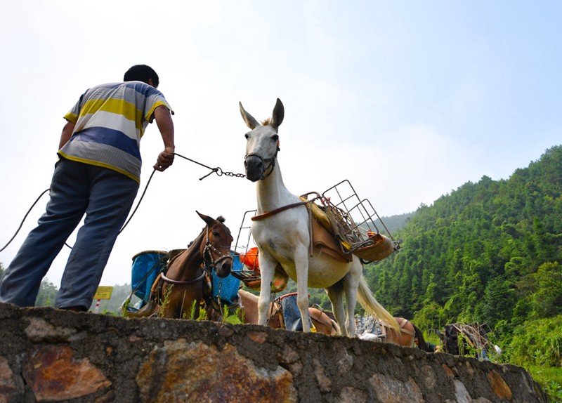 阜阳骡马运输